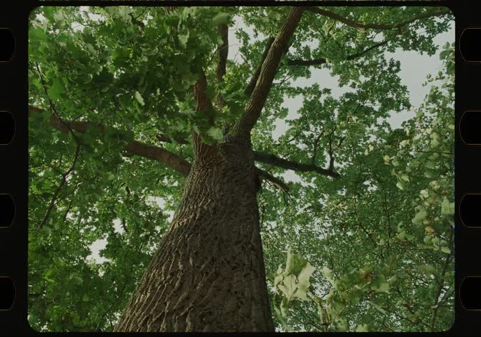 Leaves on a tree under a gray sky
