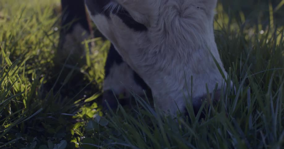 White faced bovine grazes in field