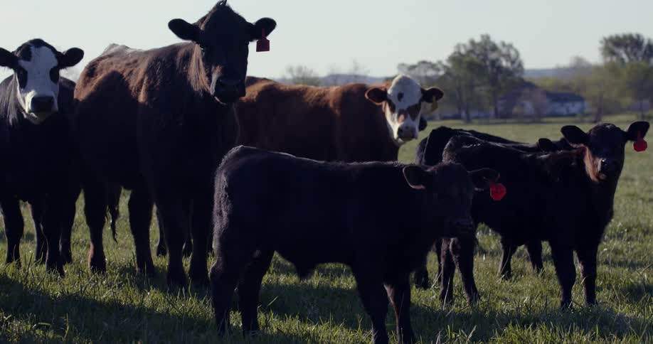 A herd of cows are standing together