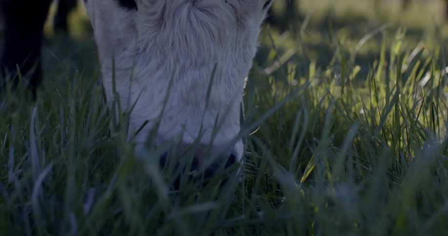 A cow grazes grass in a field