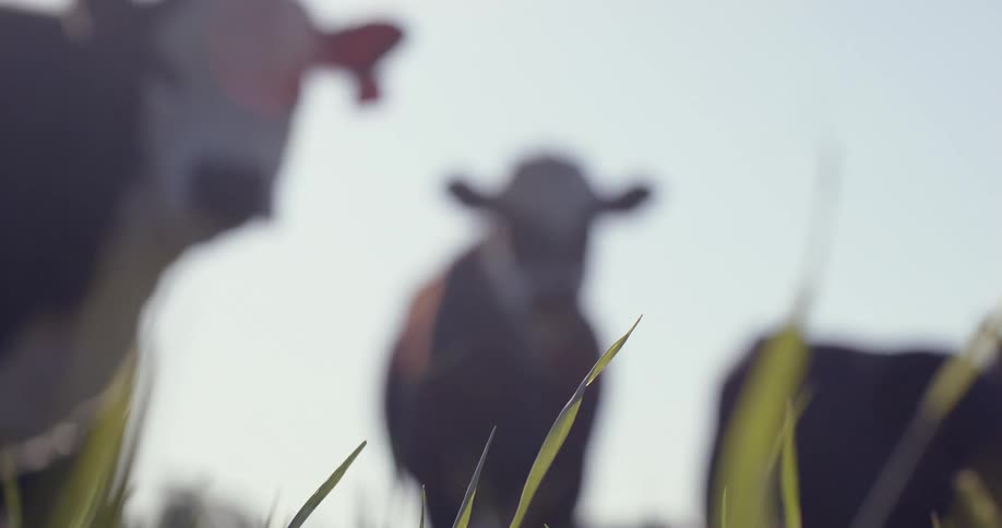 Some cows with tags in their ear in a field with tall grass
