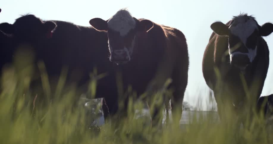 Cattle stand together in a field on a farm