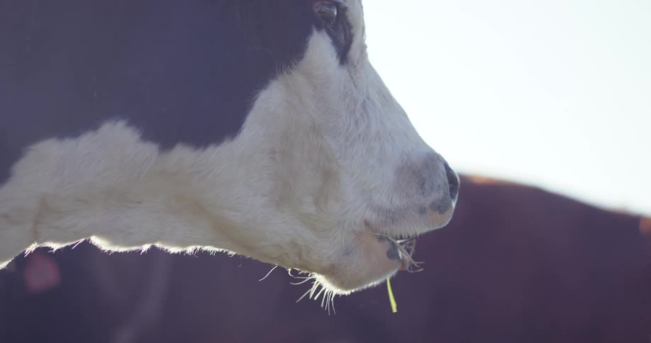 Close up side angle of a dairy cow chewing cud outdoors