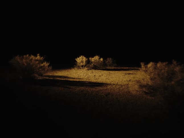 Lights turning on reveal small bushes and grassland