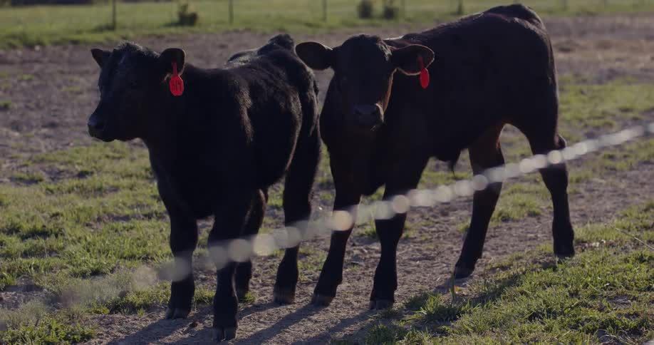 Two small black cows have red tags on their ears