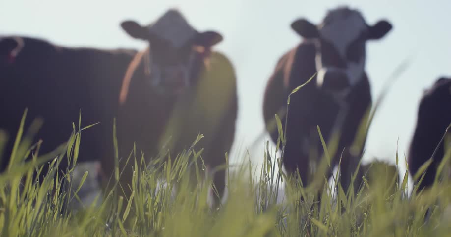 Cattle stands around in a field of grass