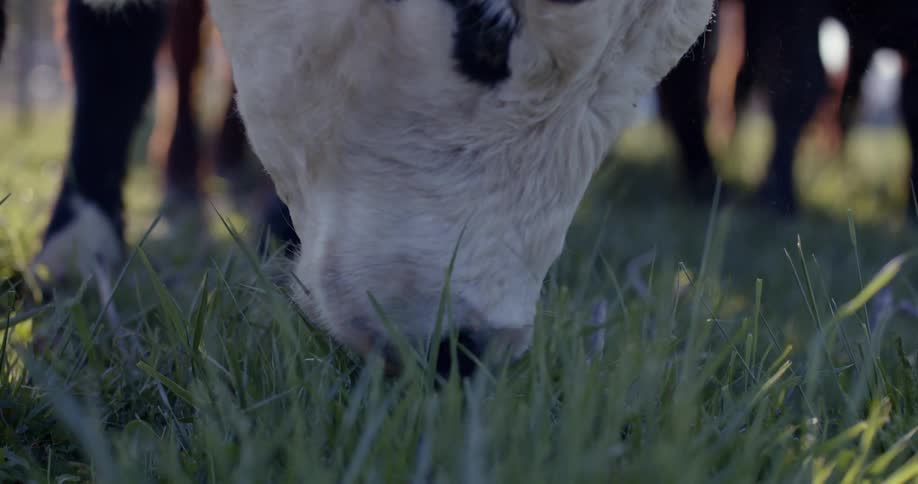 Bovine standing in field near its herd grazes on grass