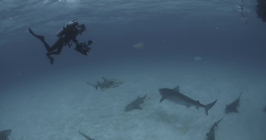 A diver is using an underwater camera rig to film sharks