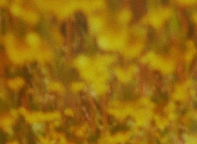 Trees are shown blurred and moving forward chaotically in an abstract fashion