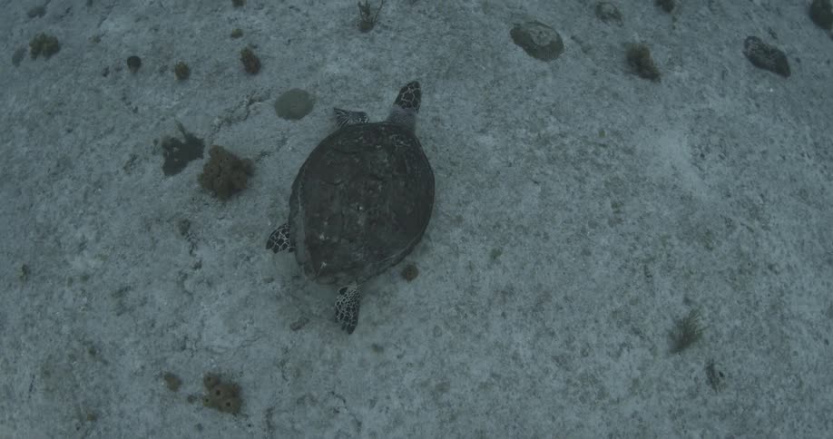 A turtle swims in the sea