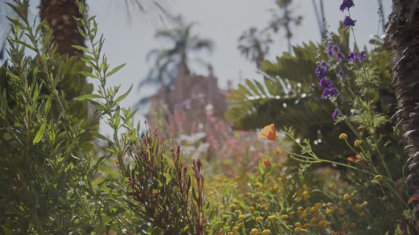 Lush flowers and palm trees partially obscure a building in the background