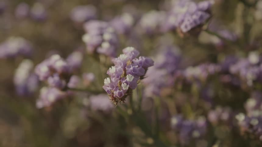 Closeup on a plant with small purple flowers that move with the force of the wind