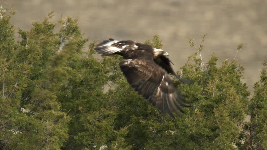 Juvenile Bald eagle takes off