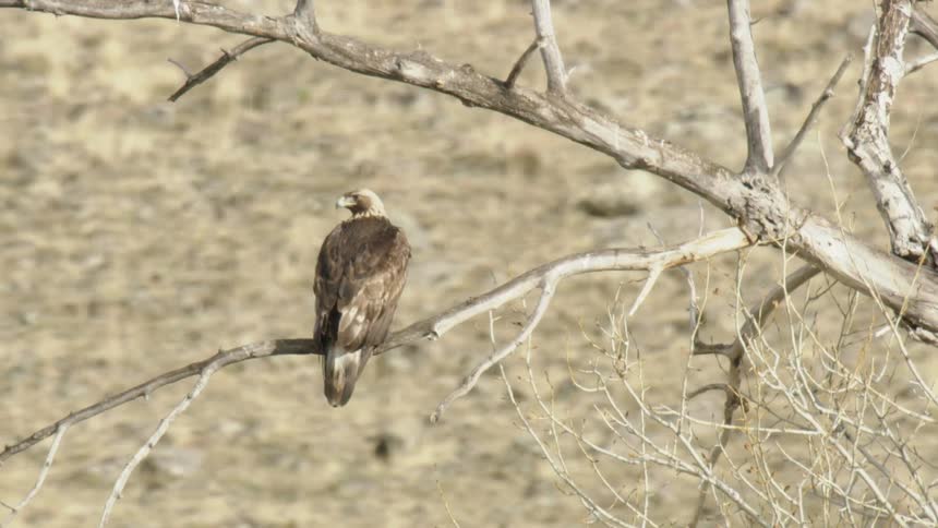 A golden eagle perches on a tree branch scanning its surroundings