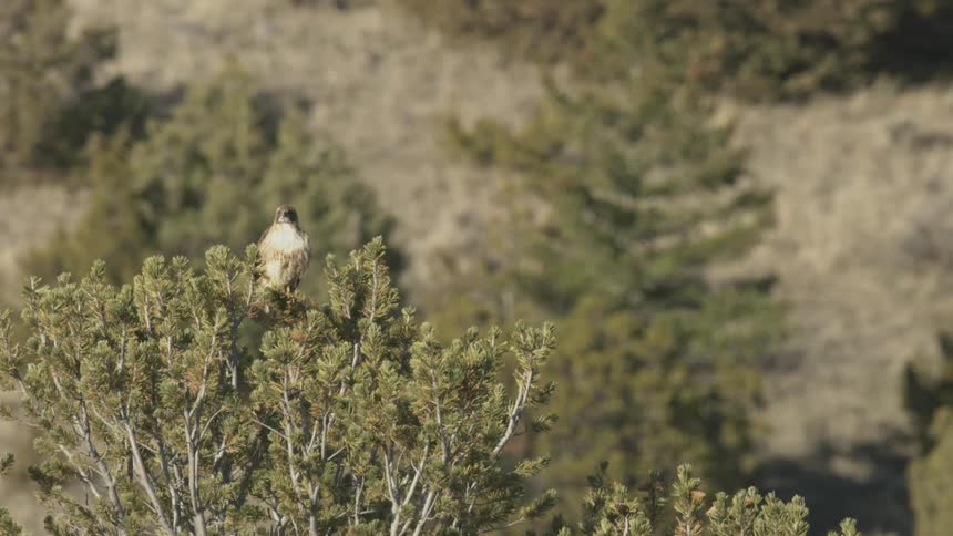 Hawk perched on the top of a tree