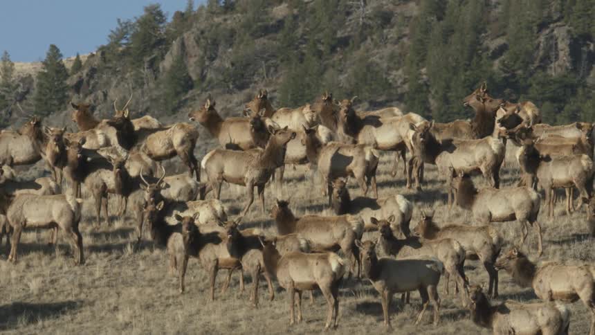 A large herd of elk standing on a grassy area