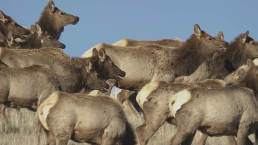 A herd of elk