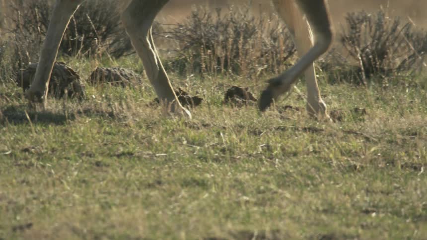 Legs of a deer walking in a field