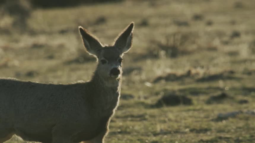 A deer walks at sunset
