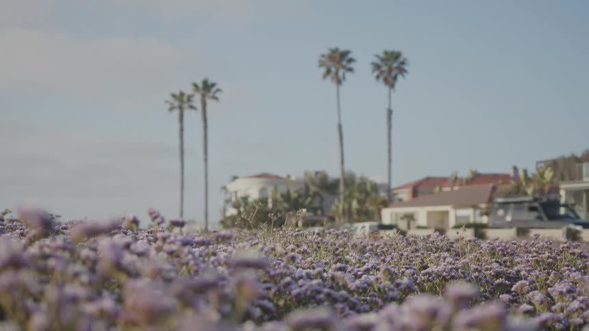 A field of lavender stretches towards a grove of palm trees and houses under a clear blue sky