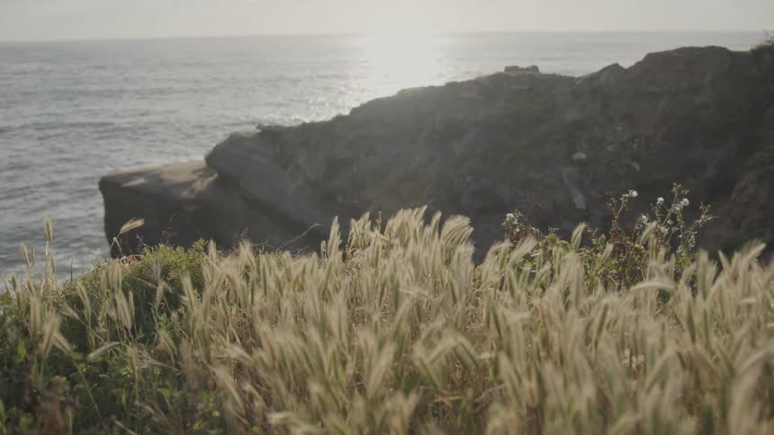 Wheat grass flowing in the wind overlooking the coast