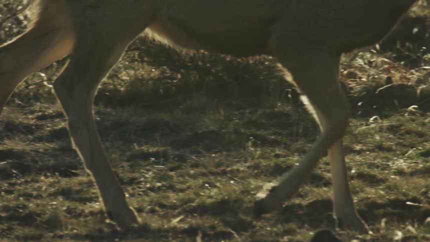 Close up of the legs of a deer walking on a field