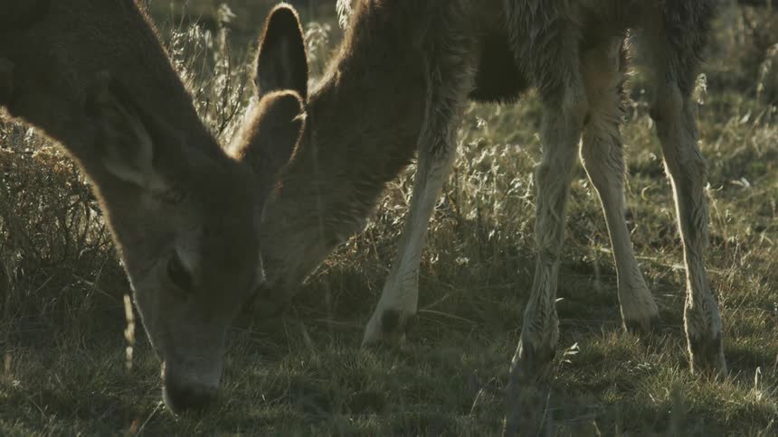 A clip of deer feeding
