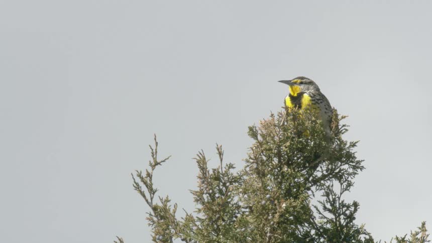Western Meadowlark sitting at the very top of a tree