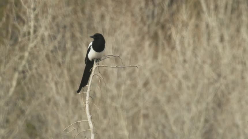 Magpie on top of a dry branch