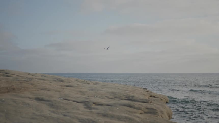 A seagull flying through the air over the water and land