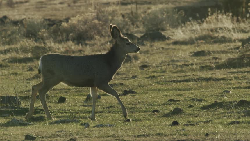 A deer walking through a grassy field with scattered rocks during late afternoon sunlight
