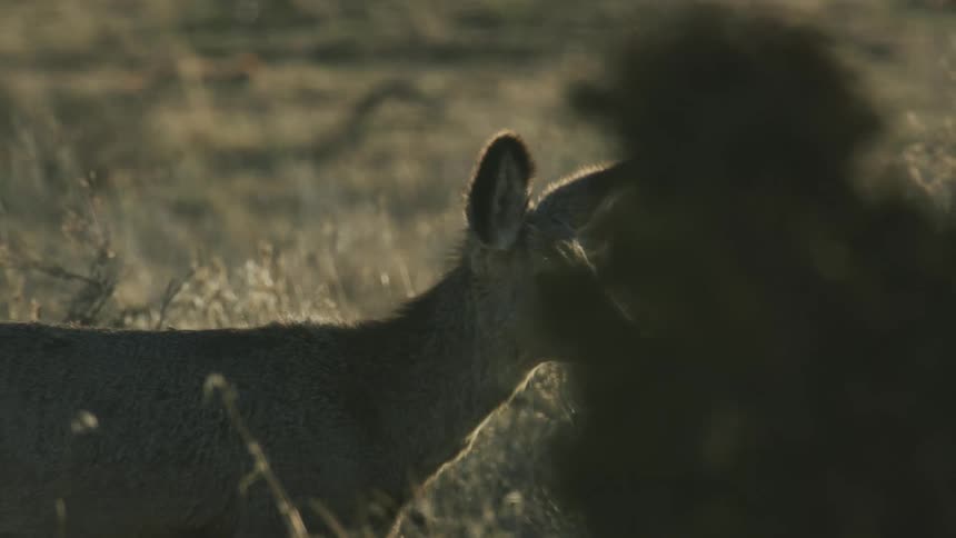 Doe pauses and stares before walking through brush on field