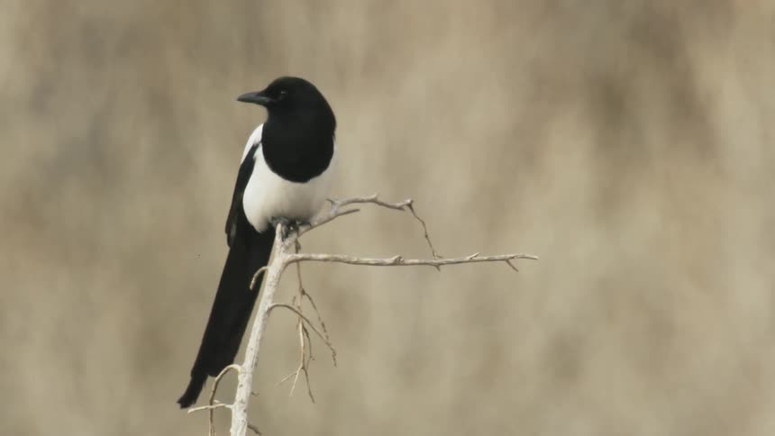 A magpie sits on a narrow branch