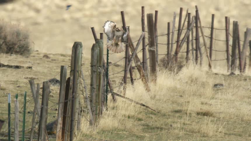 Hawk landing on a fence post