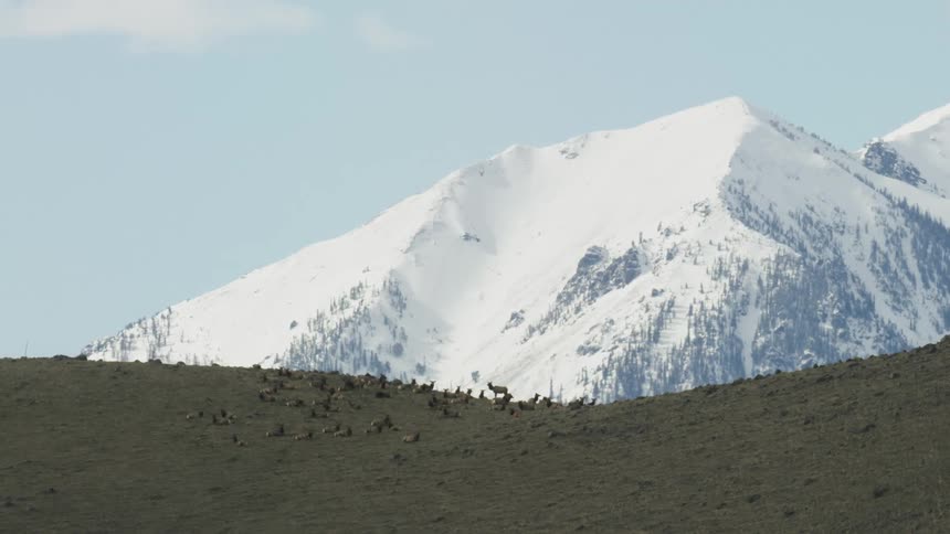 Snowy mountain towers over herd of elk on grass covered hill