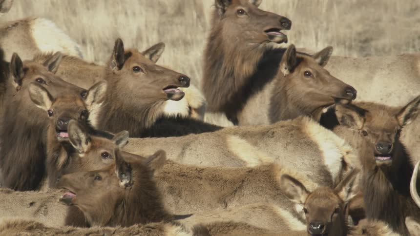 A herd of elk staring into the distance on a grassy plain