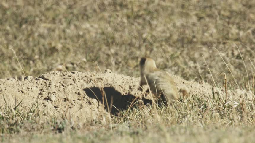 A surprised prairie dog scurries off