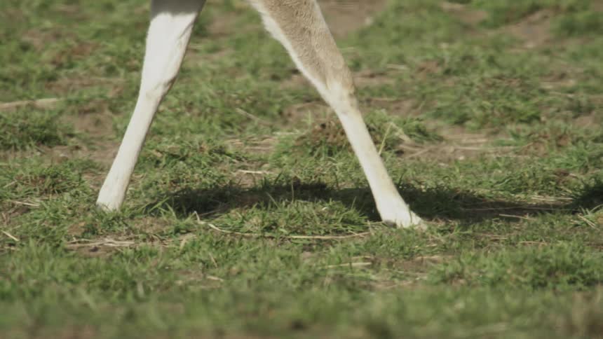 Deer legs walk across grassland