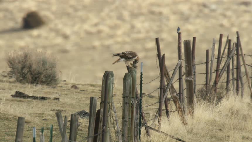 A hawk is perched on a wooden fence post in a grassy field feeding