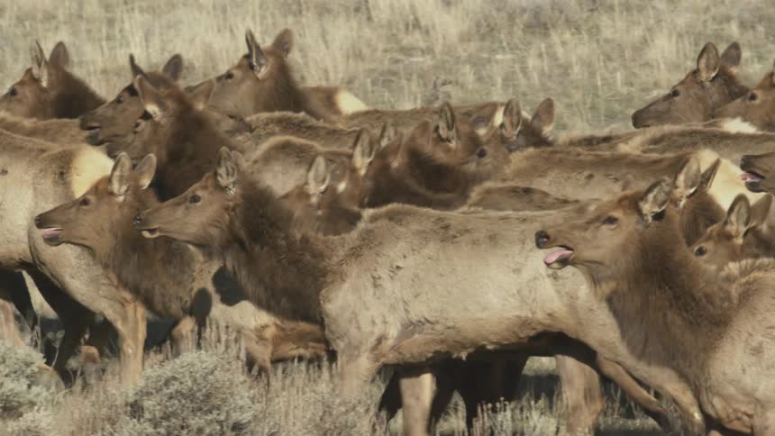 Herd of elk walking through a field