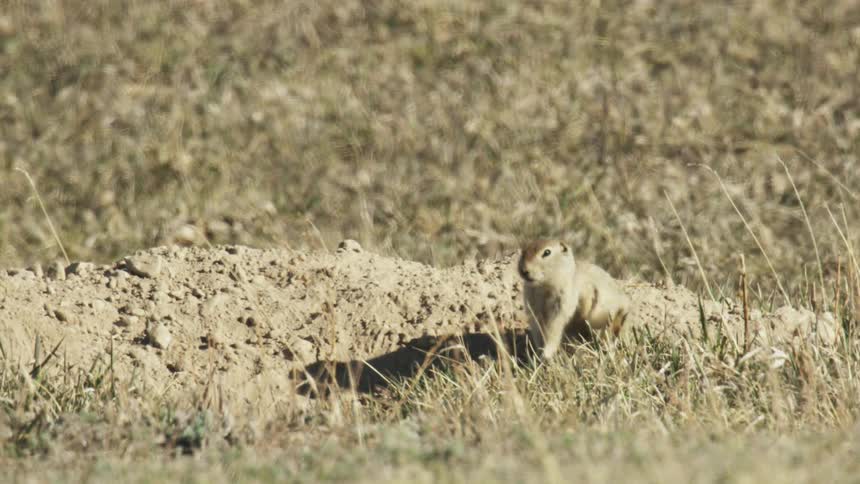 Ground Squirrel scratching itself on mound of dirt in a field