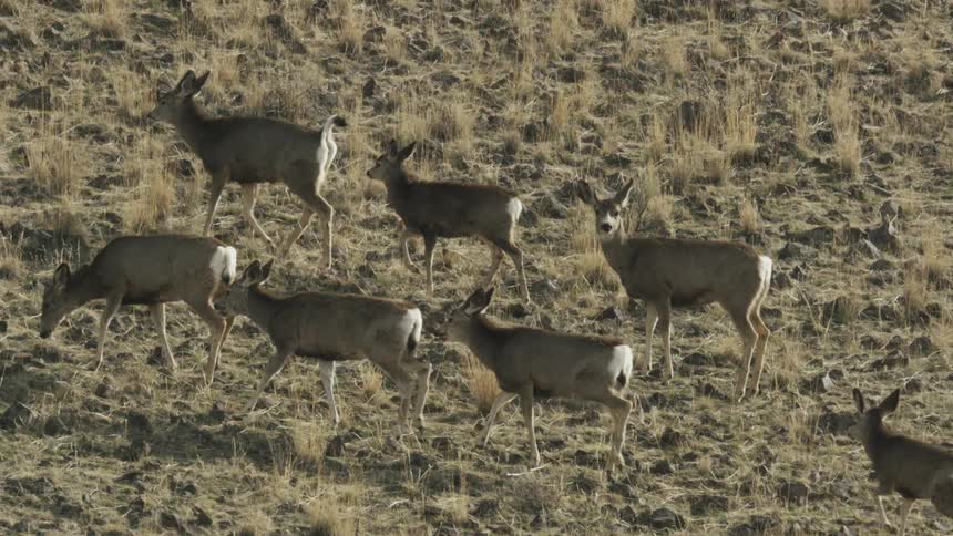 A herd of deer grazes peacefully across a field of dry golden brown grass