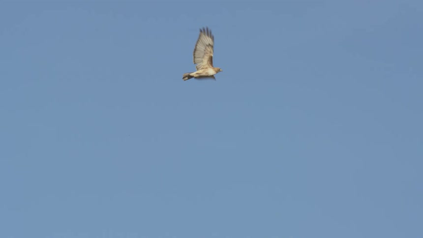A falcon with outstretched wings is flying above hilly terrain