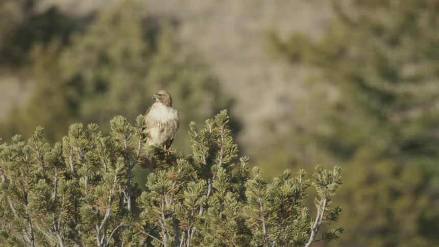 Hawk on top of a tree during the day