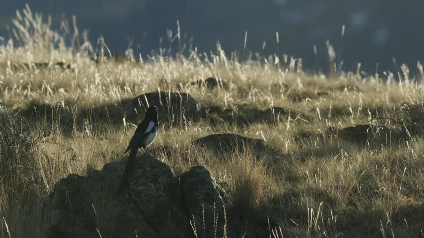 Magpie on top of a rock in evening light
