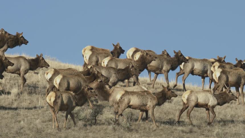 A herd of elk walk and graze on a grassy hilltop under a bright blue sky