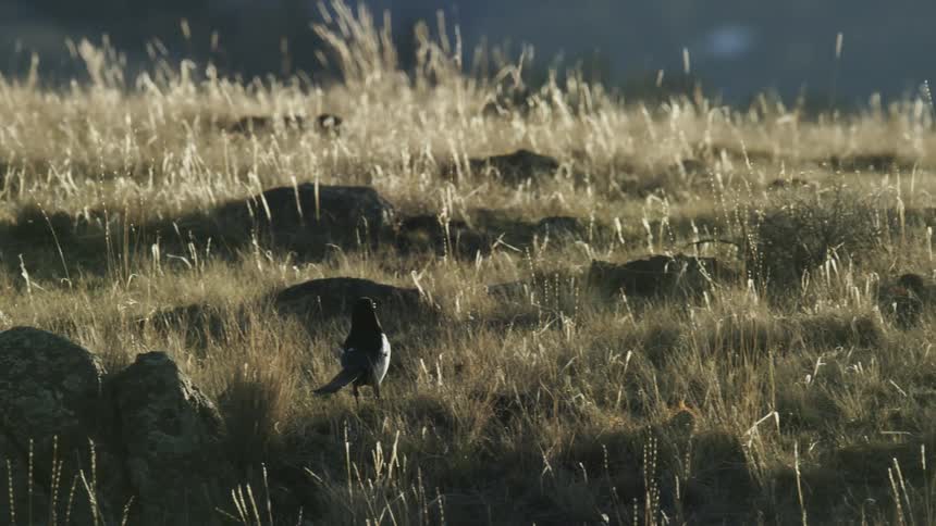 A magpie jumps off a rock to eat bugs in a field of brown grass