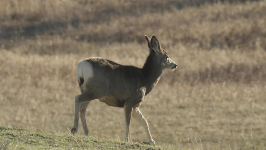 A deer walking on the grassland