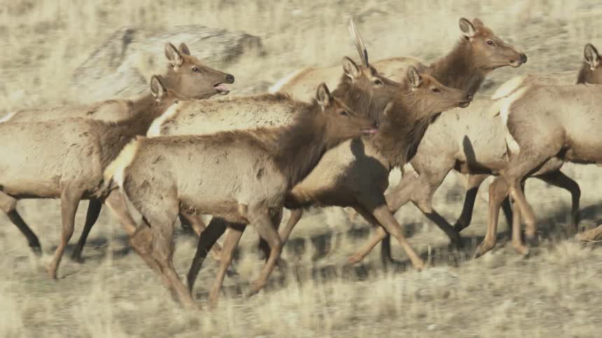 Herd of elk walking and running together
