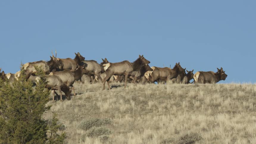 A herd of elk walking across a grassy plain